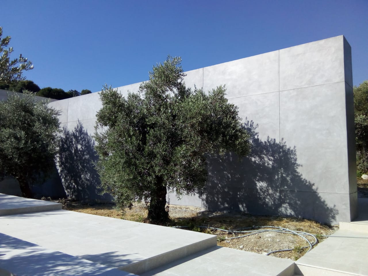 Olive tree casting shadow on wall